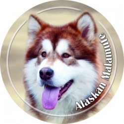 Alaskan Malamute