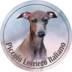 Piccolo Levriero Italiano