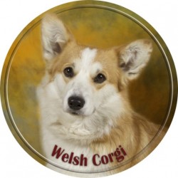 Welsh Corgi