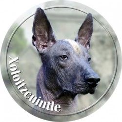 Xoloitzcuintle