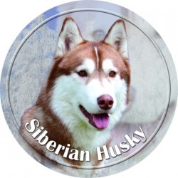 Siberian Husky