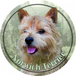 Norwich Terrier