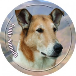 Collie Smooth