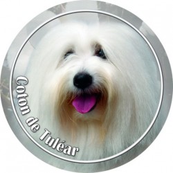 Coton de Tuléar