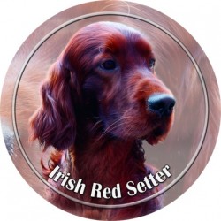Irish Red Setter
