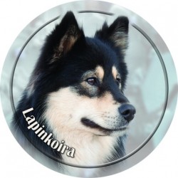 Lappländischer Rentierhund