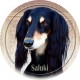 Saluki