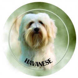 Havanese  