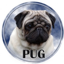 Pug  