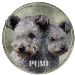 Pumi