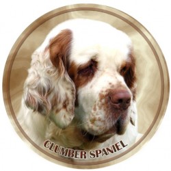 Clumber Spaniel	