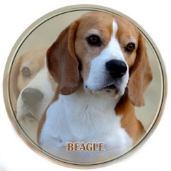 Beagle	
