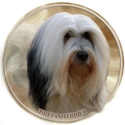 Tibetan Terrier  