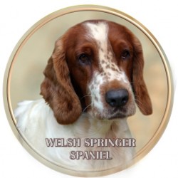 Welsh Springer Spaniel	