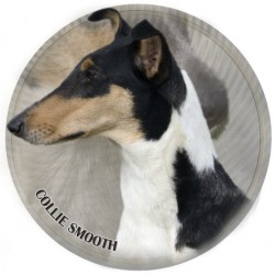 Collie Smooth