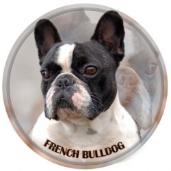 Bouledogue Francais  