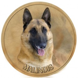 Belgian Shepherd Dog - Malinois