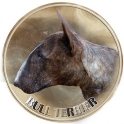 Bullterrier