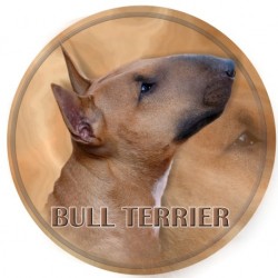 Bullterrier