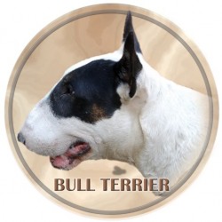 Bullterrier