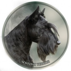 Scottish Terrier