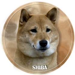 Shiba