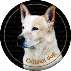 Canaan Dog