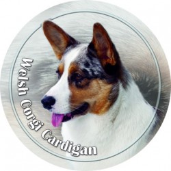 Welsh Corgi