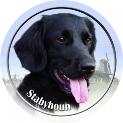Stabyhoun