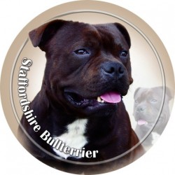 Staffordshire Bullterrier