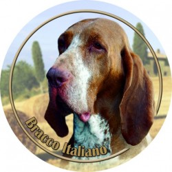 Bracco Italiano