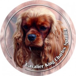 Cavalier King Charles Spaniel
