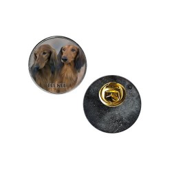 Dachshund