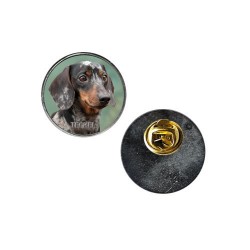 Dachshund