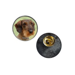 Dachshund