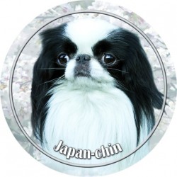 Japanese Chin