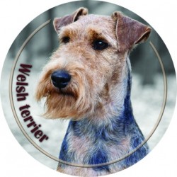 Welsh Terrier