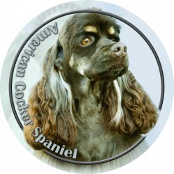 American Cocker Spaniel