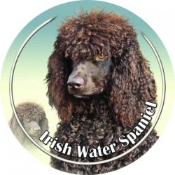 Irish Water Spaniel