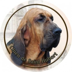 Bloodhound