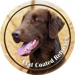 Flat Coated Retriever