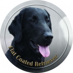 Flat Coated Retriever