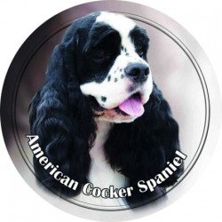 American Cocker Spaniel