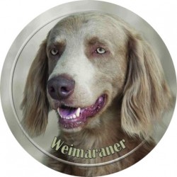 Weimaraner