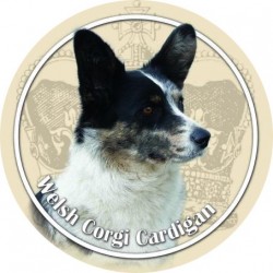 Welsh Corgi