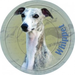 Whippet