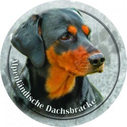 Alpine Dachsbracke