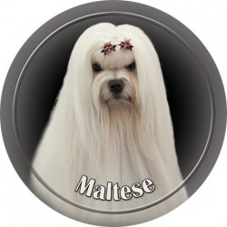Maltese