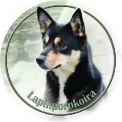 Lapinporokoira
