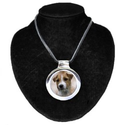 Jack Russell Terrier